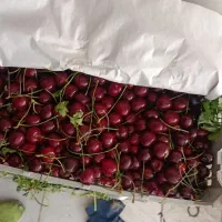 گیلاس مجلسی