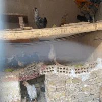 مرغ و خروس گلین و جوجه