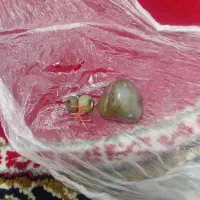 انگشتر وسنگ ومهره جفت