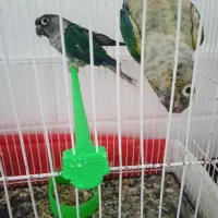 جفت نر ماده گرینچیک