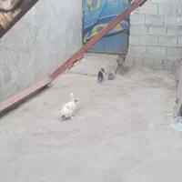 انواع خرگوش|موش و خرگوش|دزفول, |دیوار