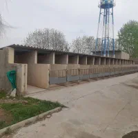 گاوداری ۲هکتارهشتگرد|فروش دفتر صنعتی، کشاورزی، تجاری|کرج, خرمدشت|دیوار