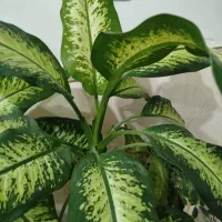 دیفن|گل و گیاه طبیعی|اقبالیه, |دیوار