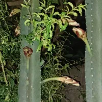 گل کاکتوس|گل و گیاه طبیعی|نور, |دیوار