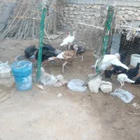 بوقلمون یکساله و پنج ماهه|حیوانات مزرعه|اهرم, |دیوار