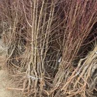 فروش انواع نهال بادام ارگانیک با گواهی اصالت|خدمات باغبانی و درختکاری|محمدشهر, محمدشهر|دیوار