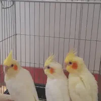 پرنده