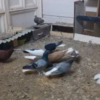 کبوتر