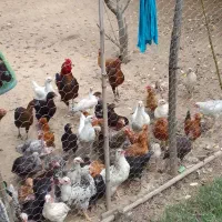 فروش مرغ اردک یکجا