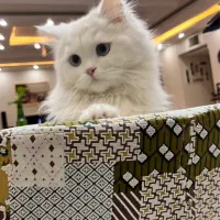 واگذاری گربه پرشین عقیم شده|گربه|اراک, |دیوار