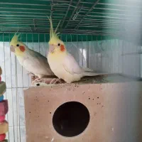عروس هلندی مولد