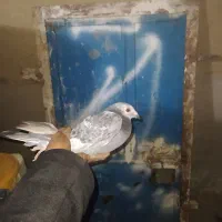 کبوتر خوب سنگین پر|پرنده|زهک, |دیوار