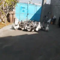 غاز معلمولی|حیوانات مزرعه|لاجان, |دیوار