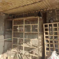 کود کبوتر خشک خشک|حراج|تربت‌حیدریه, حسنی بالا|دیوار