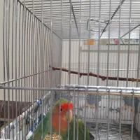 طوطی ومرغ مینا