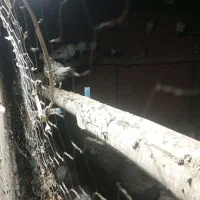 کبوتر از قفس رفته
