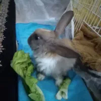 بچه خرگوش خوشگل و زرنگ