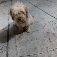 توله یک ساله نیت|سگ|نیشابور, شهرک بهداری|دیوار