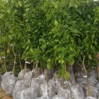 نهالستان ایران ،سبزنهال،