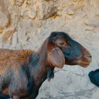 قوچ همو وهترو