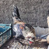 فروش مرغ هلندی و سلطان|حیوانات مزرعه|کاشان, کلنگه|دیوار