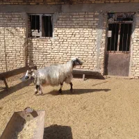 میش بره و میش ابستن|حیوانات مزرعه|خرامه, |دیوار