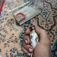 سهره چارگل کرمانی مرغ عشق قناری کوتوله عروس هلندی|پرنده|مشهد, شهید معقول|دیوار