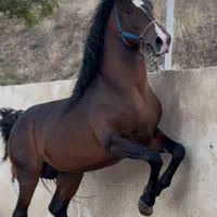 نریان کرد درجه یک کهر سواری و کلاسی