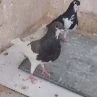 شهری بهبهونی