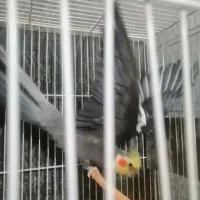 عروس هلندی ماده لوتینو ونر سیاموند|پرنده|مشهد, امیرآباد|دیوار