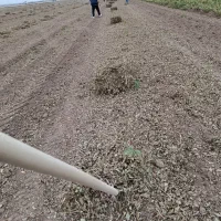 علف و پرس بادام زمینی|عمدهفروشی|اسلام آباد, |دیوار