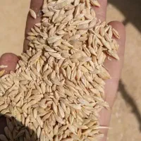 ذرت وارداتی و محلی|عمده‌فروشی|گناباد, |دیوار