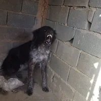 سگ قهدرجانی