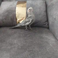 دو عروس هلندی|پرنده|اشتهارد, |دیوار