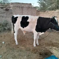 گاونر پلواری|حیوانات مزرعه|لادیز, |دیوار