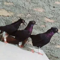 کفتر‌دمسفید