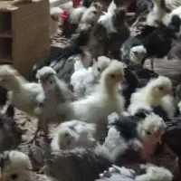 نیمچه مرغ گلپایگان /نیمچه سلطان / جوجه