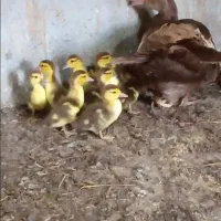 جوجه اردک خارجی رنگ خاص شکلاتی|حیوانات مزرعه|کیاکلا, |دیوار