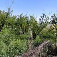 باغچه-900-متری