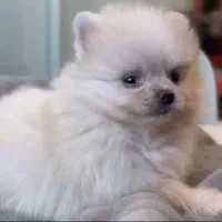 سگ پامرنین واگذاری