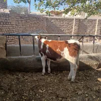 گوساله  وتلیسه سمین تال  قرمز