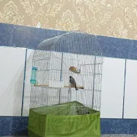 قفس