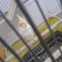 سه عدد عروس هلندی با تخم و جوجه و مرغ عشق|پرنده|فولادشهر, B5|دیوار