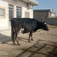 گاو شیری آبستن سنگین|حیوانات مزرعه|سیمین شهر, |دیوار