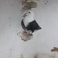 کله سفید و زرد و دم سفید|پرنده|سبزوار, شرق کال میانی|دیوار