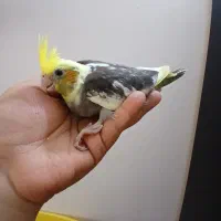 عروس هلندی فول دستی