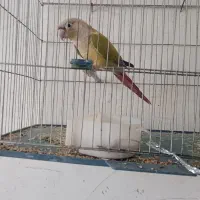 گمشده