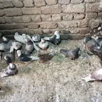ب شرط پرش نطفه همه چی|پرنده|قم, آزادگان|دیوار