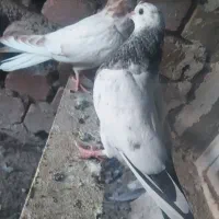 جوجه کبوتر فروشی|پرنده|کاشان, فاز ۲ ناجی آباد|دیوار