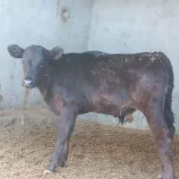 گوساله نر برانسوییس|حیوانات مزرعه|بیرجند, |دیوار